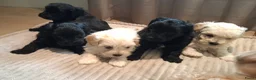 Maltipoo honden te koop: Prachtige kleine Maltipoo/Toy pups met garantie!🐶 - Advertentie 13