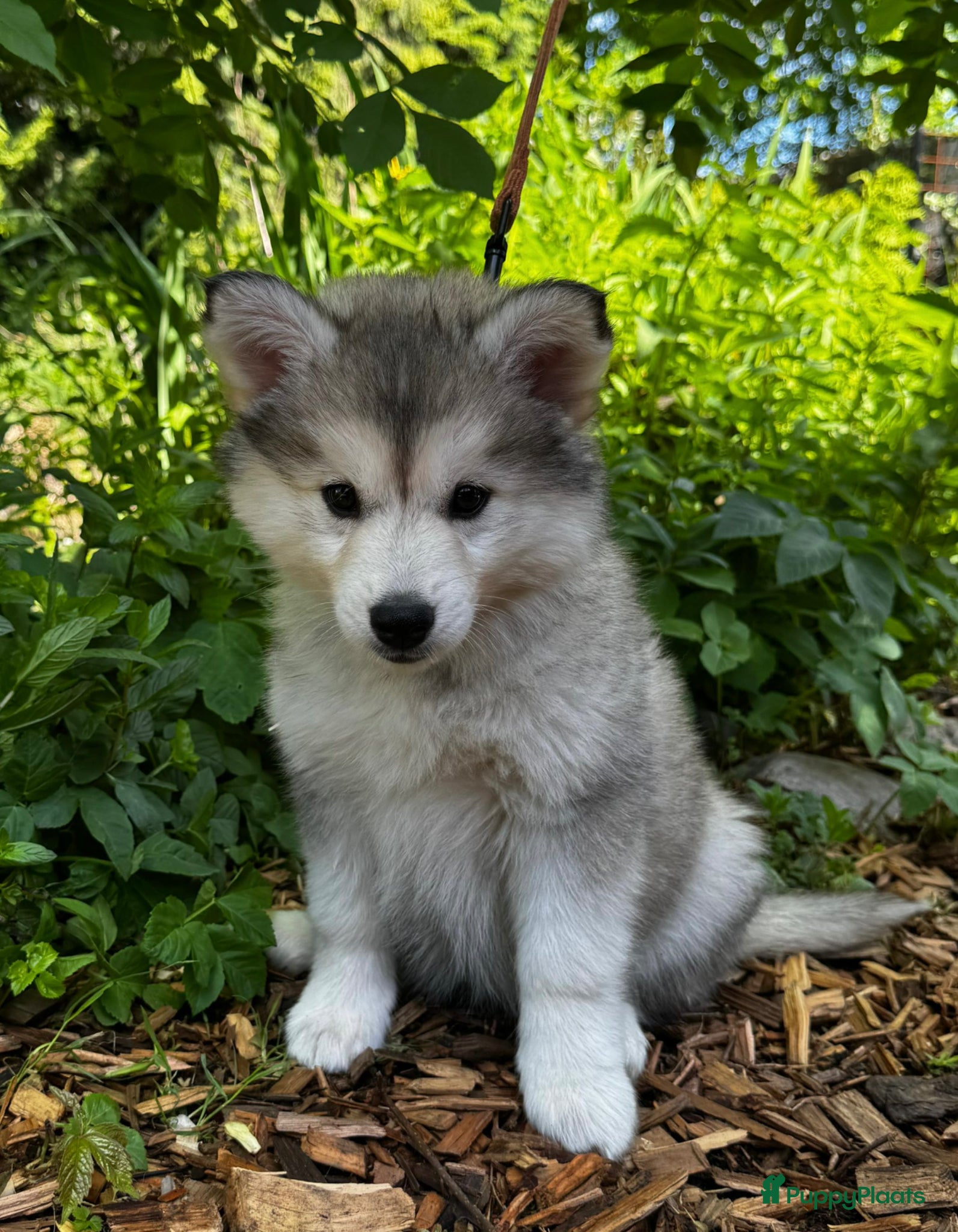 Pomsky honden te koop: Pomsky  - Advertentie 6