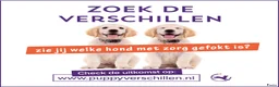 Engelse Cocker Spaniel honden te koop: Engelse Cockerspaniel pups met Stamboom  - Advertentie 26