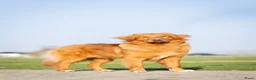 Kruising honden te koop: Super gesocialiseerde Toller x Austrlian shepherd  - Advertentie 12