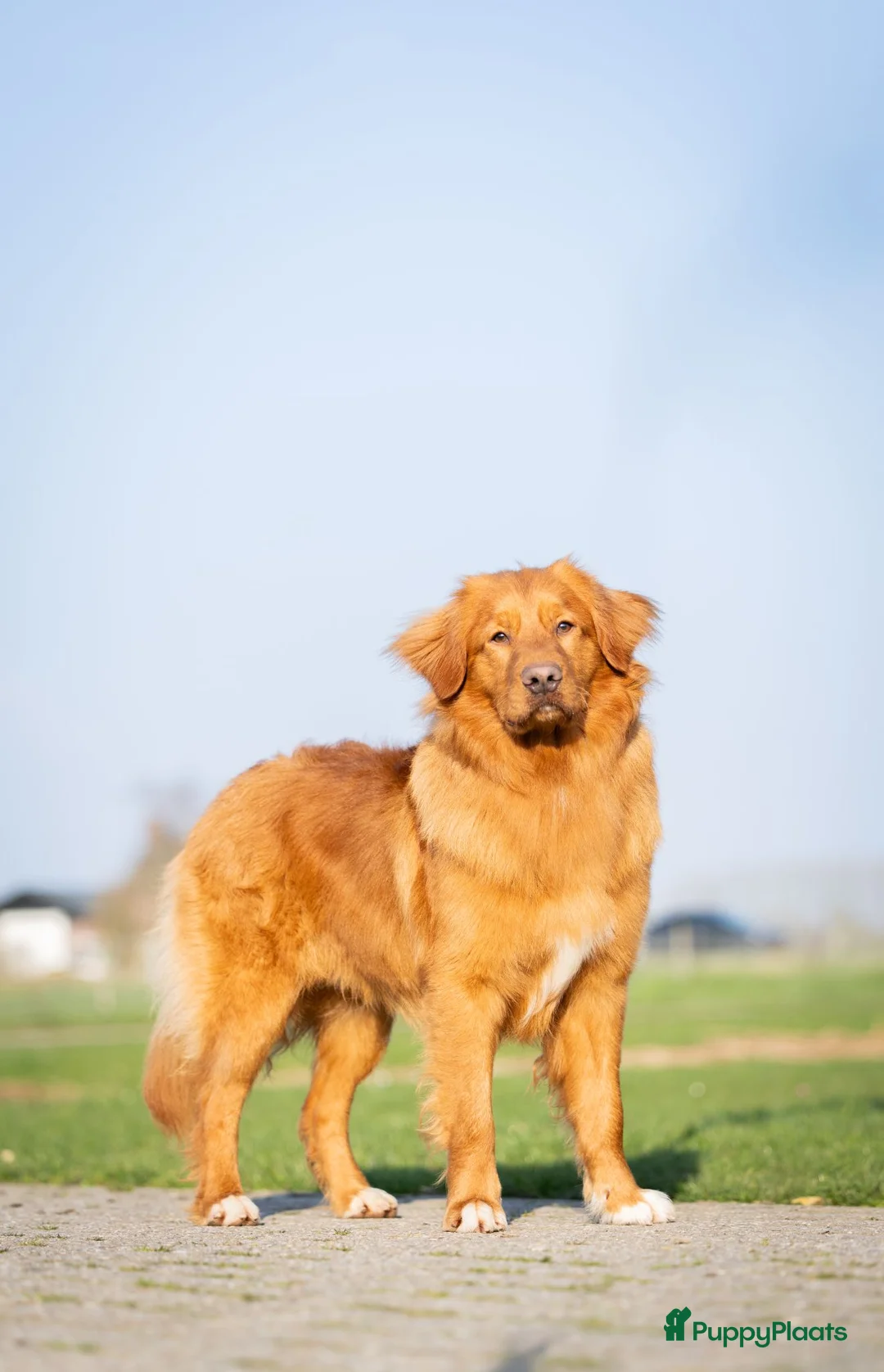 Kruising honden te koop: Super gesocialiseerde Toller x Austrlian shepherd  - Advertentie 12