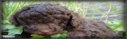 Labradoodle honden te koop: Labradoodle mini +/- 40 cm chocolade bruin - Advertentie 4