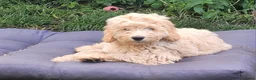Australian Labradoodle honden te koop: Aust. Labradoodle – sociaal&hypoallergeen - Advertentie 5