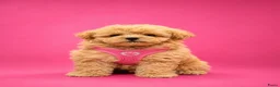 Maltipoo honden te koop: Prachtige maltipoo pups  - Advertentie 10
