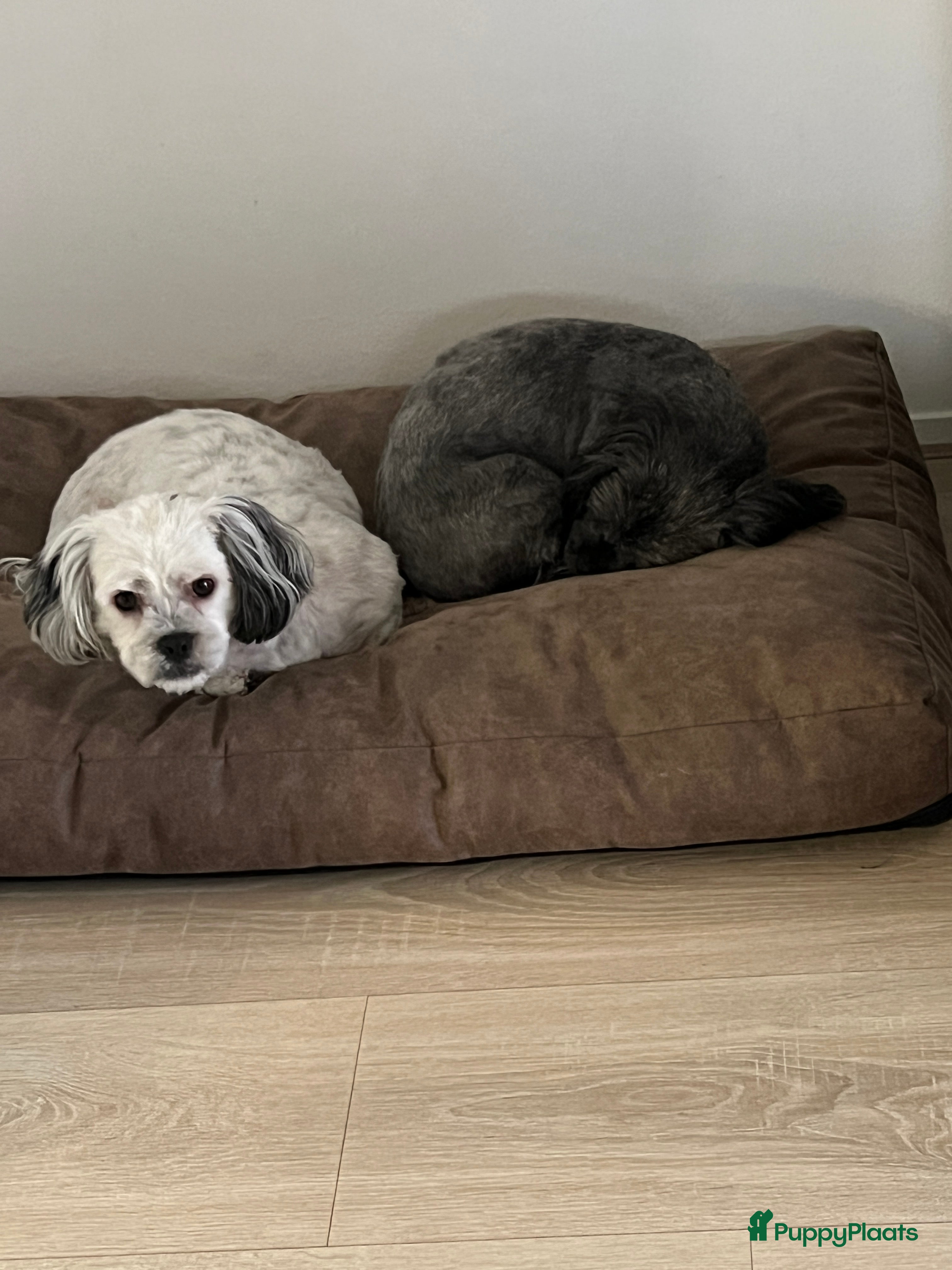 Maltezer honden Chica en Perra (Gratis !!! ) - Advertentie 1