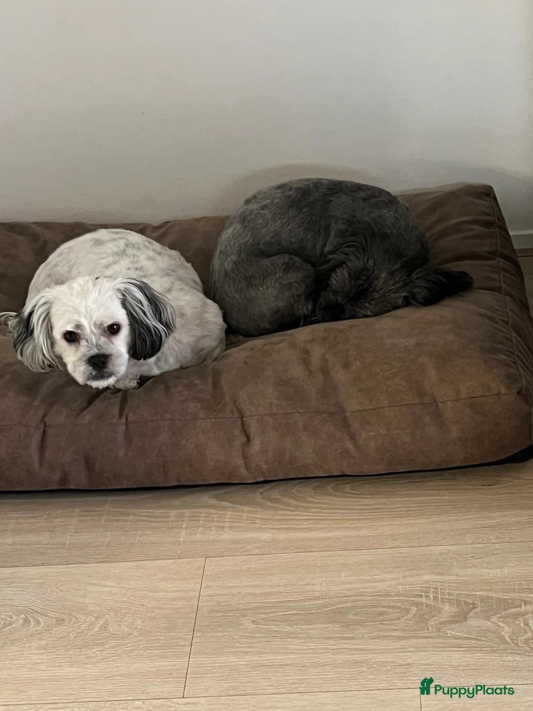 Maltezer honden ter adoptie: Chica en Perra (Gratis !!! ) - Advertentie 1