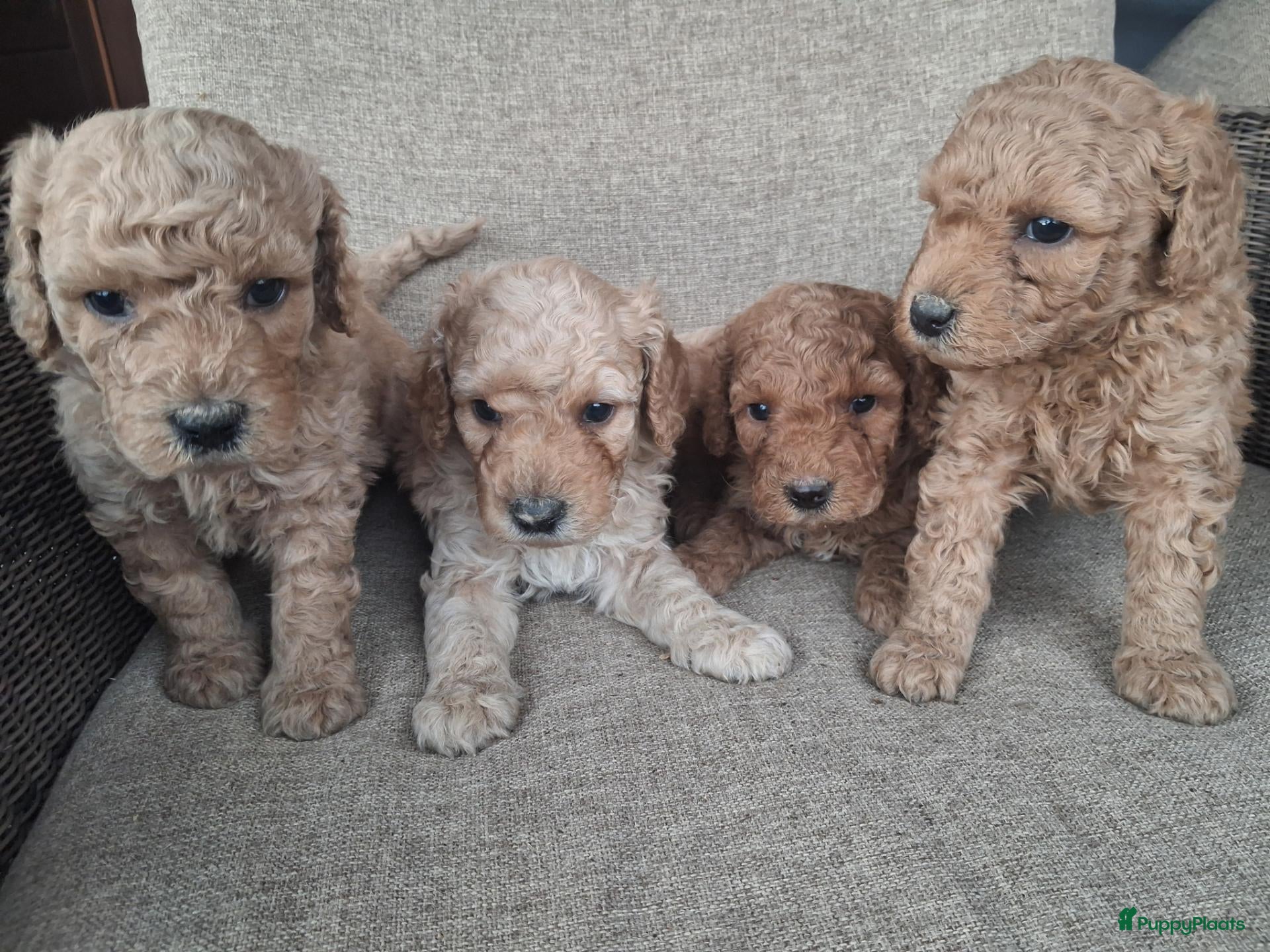 Australian Labradoodle honden Prachtige australian labradoodle puppy's  - Advertentie 1