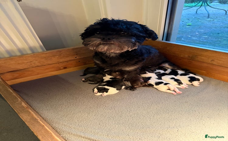 Boomer honden Laatste boomerpup uit nestje van 8 - Advertentie 1