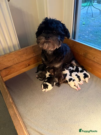 Boomer honden Laatste boomerpup uit nestje van 8 - Advertentie 1