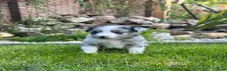 Australian Shepherd honden te koop: Australian Shepherd puppy’s - Advertentie 12