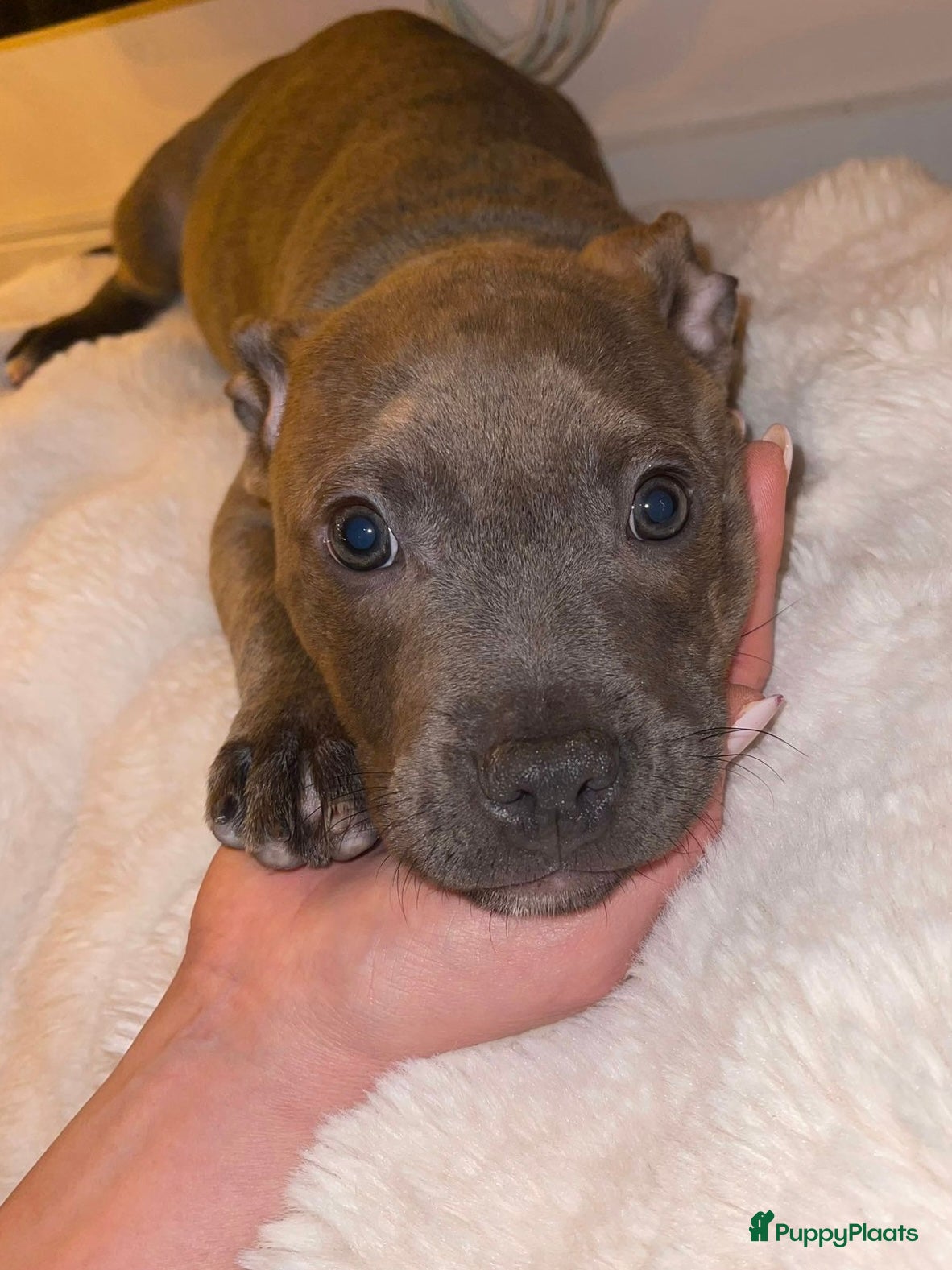 Kruising honden Pitbull x Cane Corso x Old English Bulldog puppies - Advertentie 3