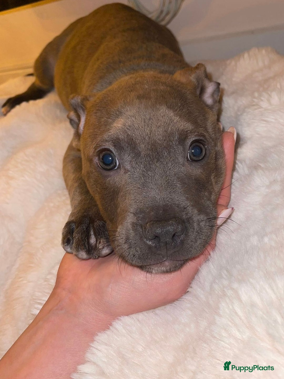 Kruising honden te koop: Pitbull x Cane Corso x Old English Bulldog puppies - Advertentie 1