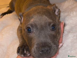 Kruising honden Pitbull x Cane Corso x Old English Bulldog puppies - Advertentie 2