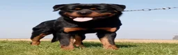 Rottweiler honden te koop: Prachtige zuivere rottweiler pups - Advertentie 9