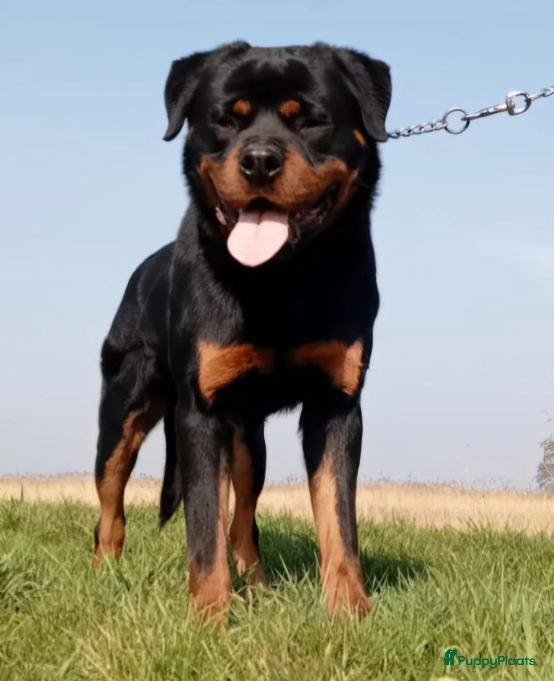 Rottweiler honden te koop: Prachtige zuivere rottweiler pups - Advertentie 9