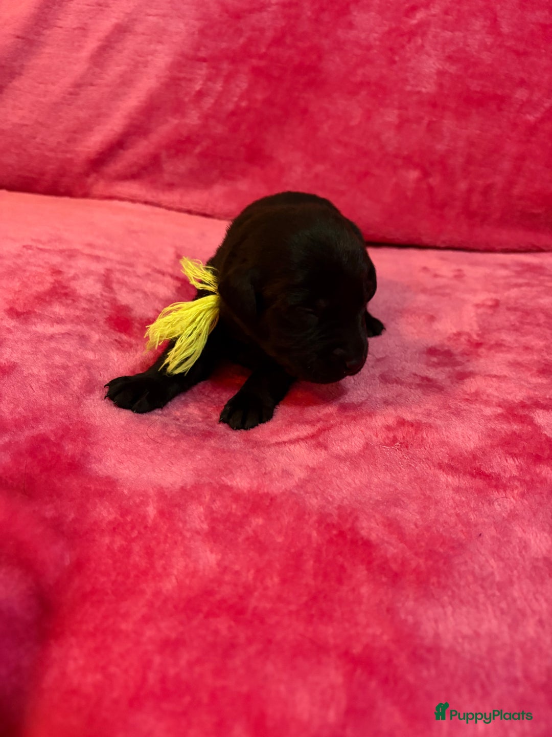 Kruising honden te koop: Labrador puppy’s - Advertentie 5