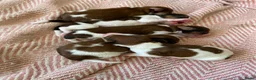 Kooikerhondje honden te koop: Prachtige kooikerpups - Advertentie 9