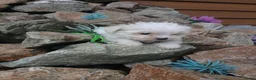 Boomer honden te koop: Prachtige boomer pups uit 1 malig gelegenheid nest - Advertentie 21