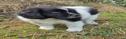 Kruising honden te koop: Friese Stabij/Border CollieX Friese Stabij reutjes - Advertentie 10