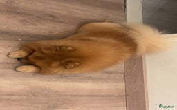 Keeshond honden te koop: Pomeriaantje - Afbeelding 2