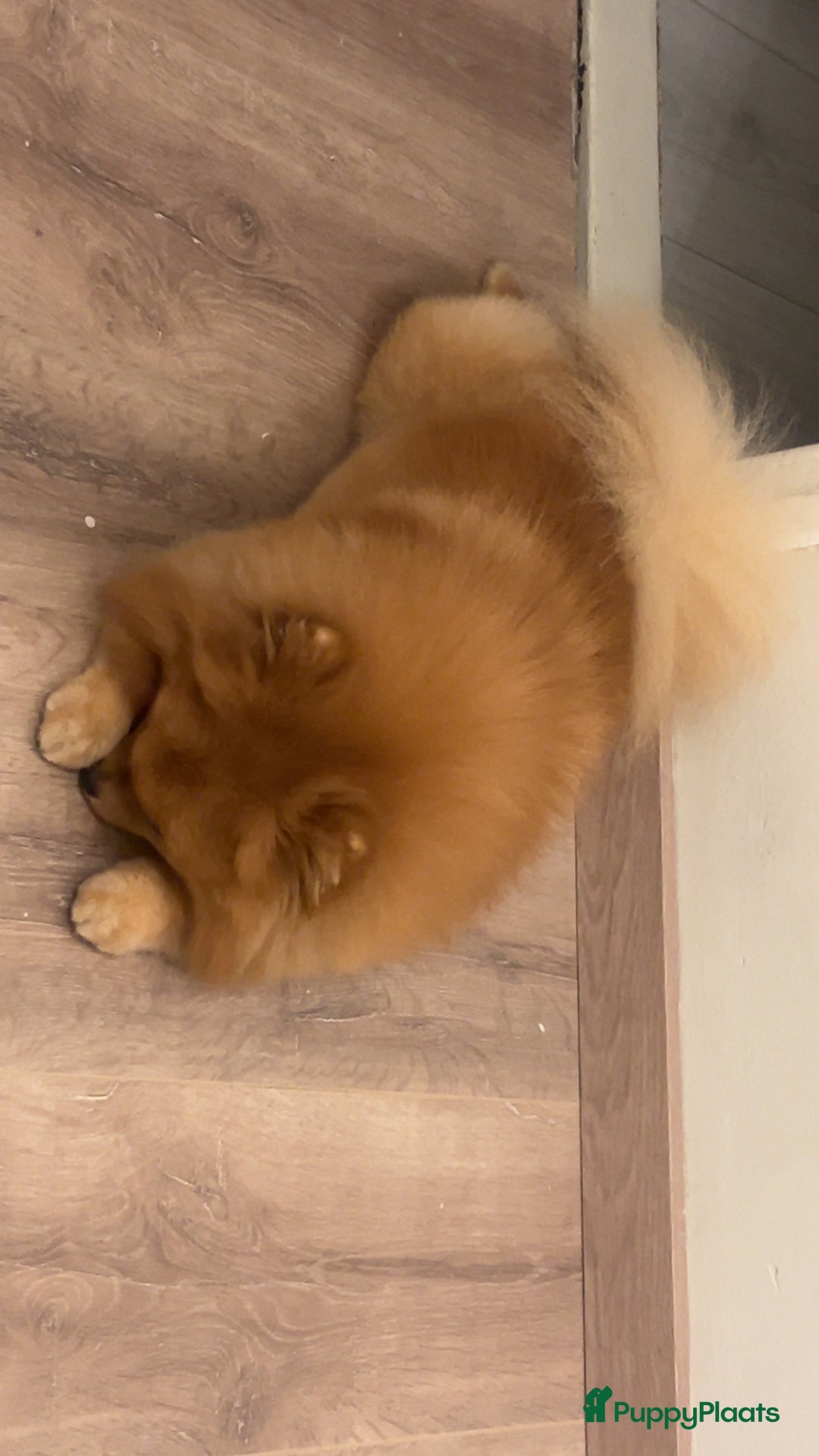 Keeshond honden te koop: Pomeriaantje - Afbeelding 2
