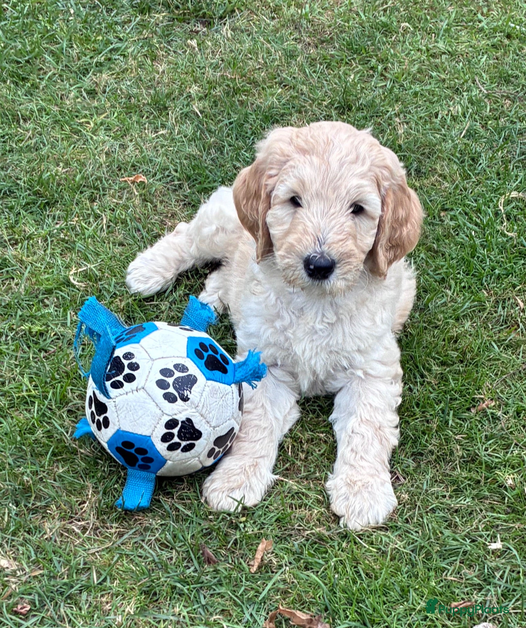 Labradoodle honden Hele mooie medium Labradoodle pups - Advertentie 1