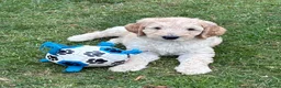 Labradoodle honden te koop: Hele mooie medium Labradoodle pups - Advertentie 1
