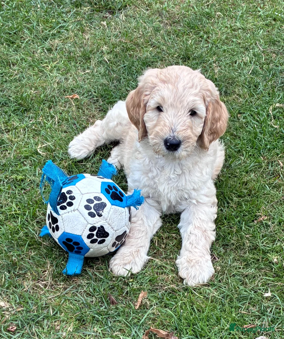 Labradoodle honden te koop: Hele mooie medium Labradoodle pups - Advertentie 1