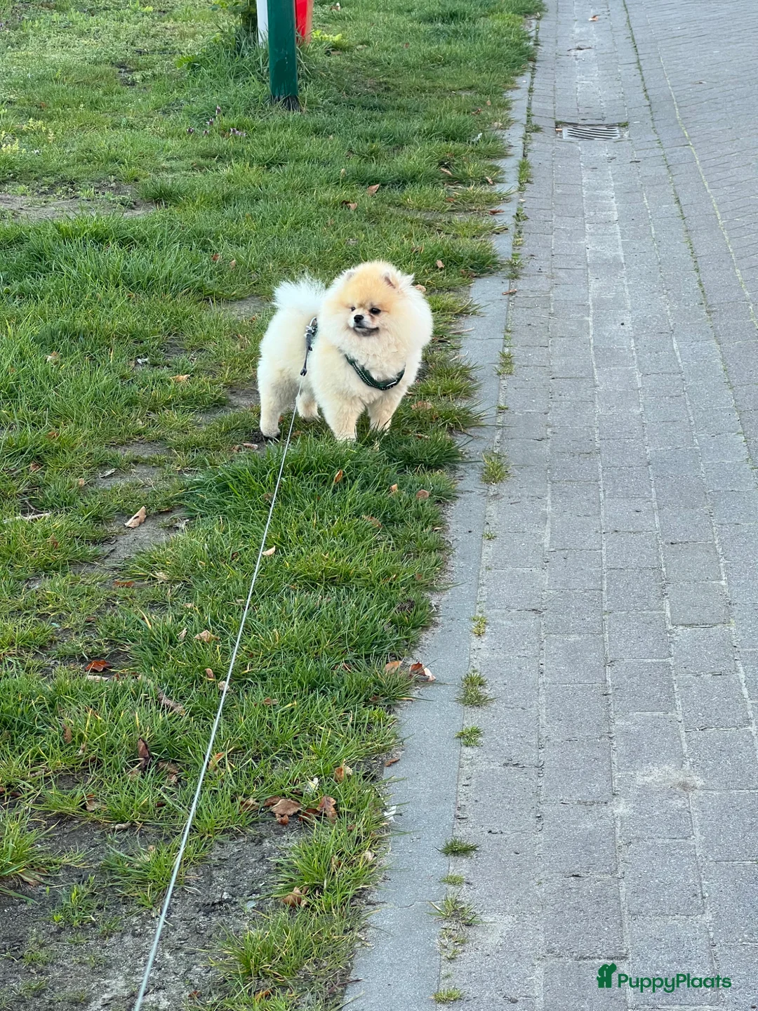 Pomeriaan honden te koop: eenjarige Pomeriaan 🐶 - Advertentie 1