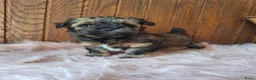 Kruising honden te koop: Mooie driekleuringe boompoo pups!🐾 - Advertentie 4
