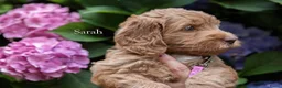 Australian Labradoodle honden te koop: Medium Australian Labradoodle puppy's - Advertentie 3