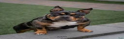 Amerikaanse Bully honden te koop: American Bully pocket pups verwacht  - Advertentie 4