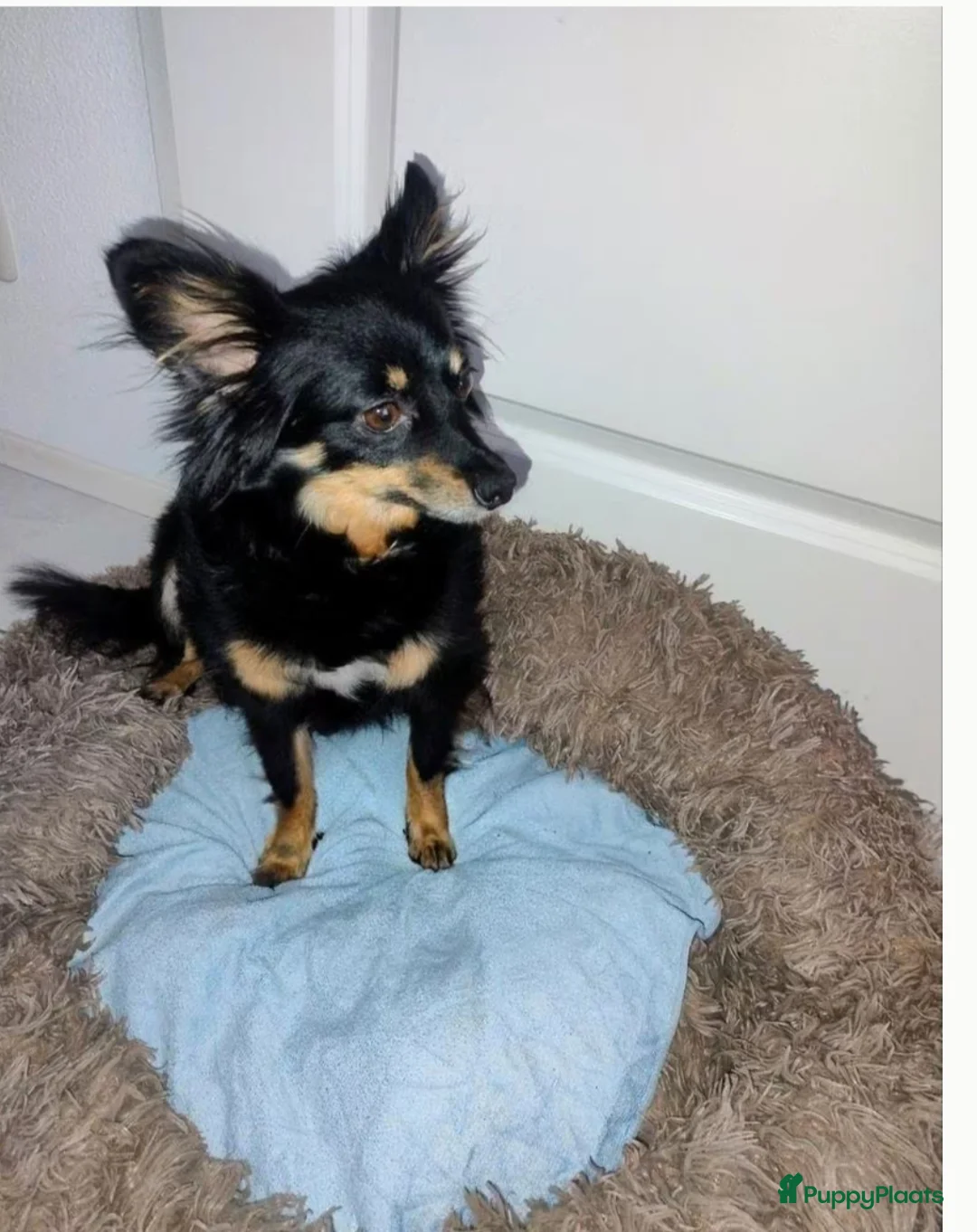 Kruising honden te koop: Chihuahua mix pups 3 reutjes - Advertentie 8