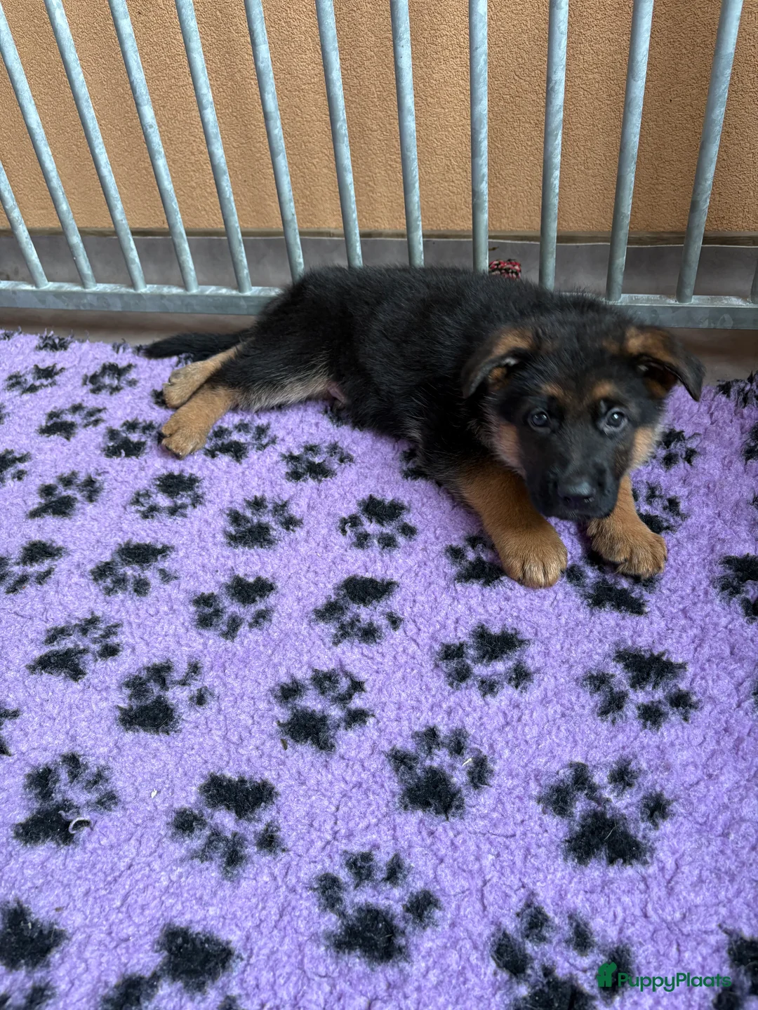 Duitse Herder honden te koop: Stamboom duitse herder reutje ouders hd en ed vrij - Advertentie 2