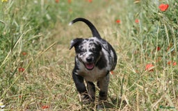 Australian Shepherd honden te koop: Kruising Aussi pups  - Afbeelding 3