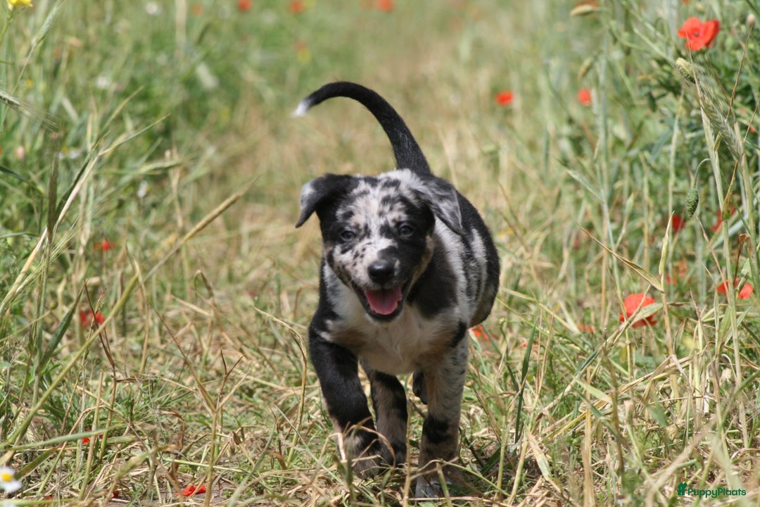 Australian Shepherd honden te koop: Kruising Aussi pups  - Afbeelding 3