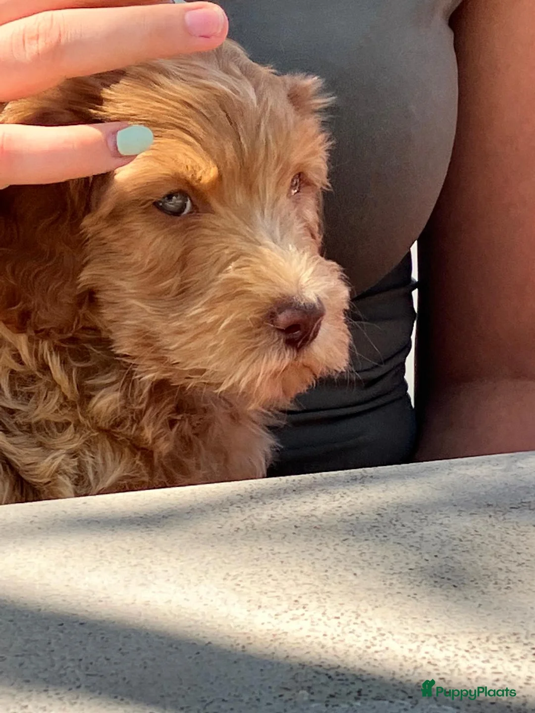 Kruising honden te koop: Australian Labra doodle x Labra Doodle (bruin) - Advertentie 1