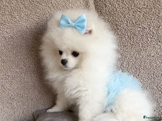 Pomeriaan honden Pomeriaan puppy in Utrecht - Advertentie 1