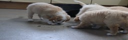 Goldador honden te koop: Super Lieve Golden Retriever pups te koop - Advertentie 10