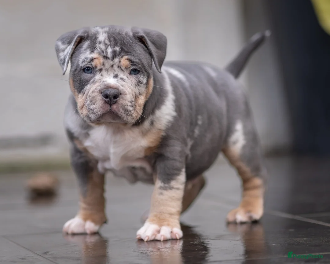 Amerikaanse Bully honden te koop: American Bully pocket pup verwacht  - Advertentie 7