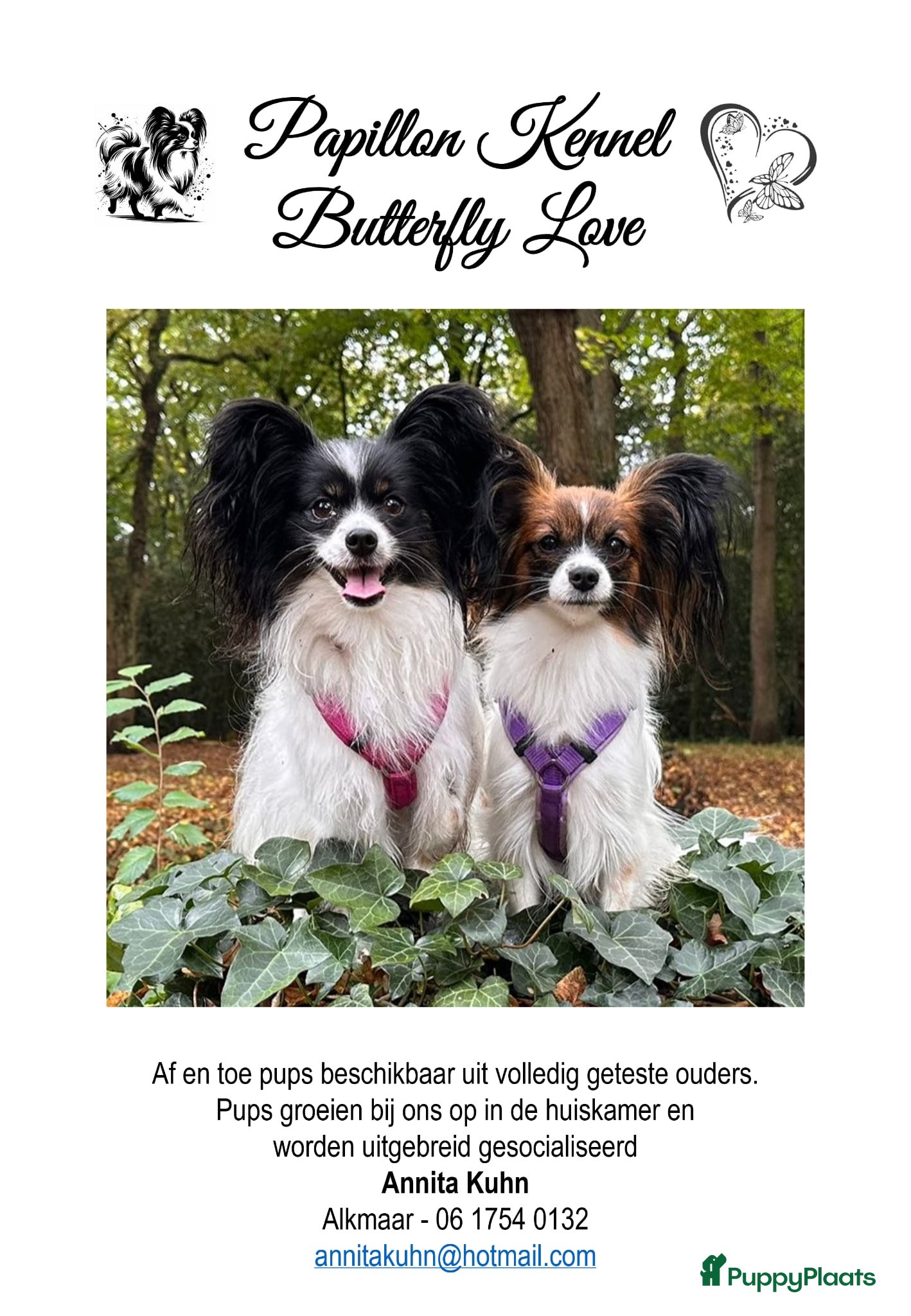 Vlinderhondje honden Papillon (vlinderhondjes) met FCI stamboom - Advertentie 1