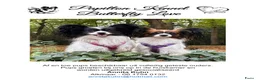 Vlinderhondje honden te koop: Papillon (vlinderhondjes) met FCI stamboom - Advertentie 10