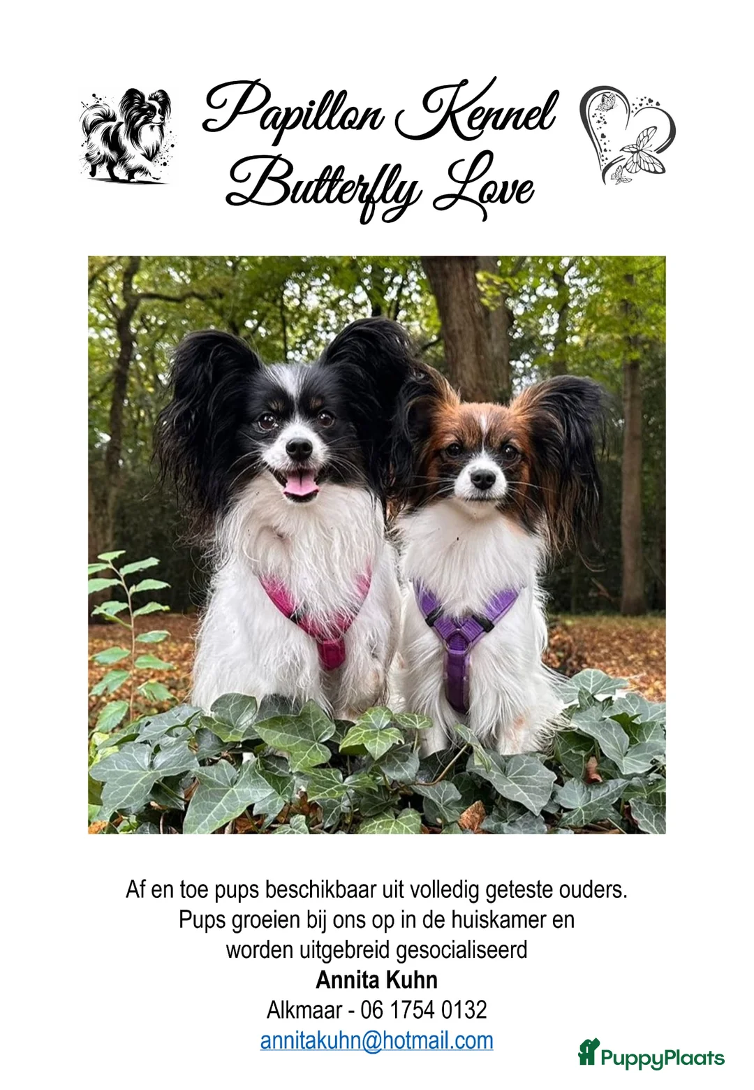 Vlinderhondje honden te koop: Papillon (vlinderhondjes) met FCI stamboom - Advertentie 10