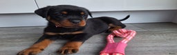 Rottweiler honden te koop: Prachtige Rottweiler pups met STAMBOOM en GARANTIE - Advertentie 11