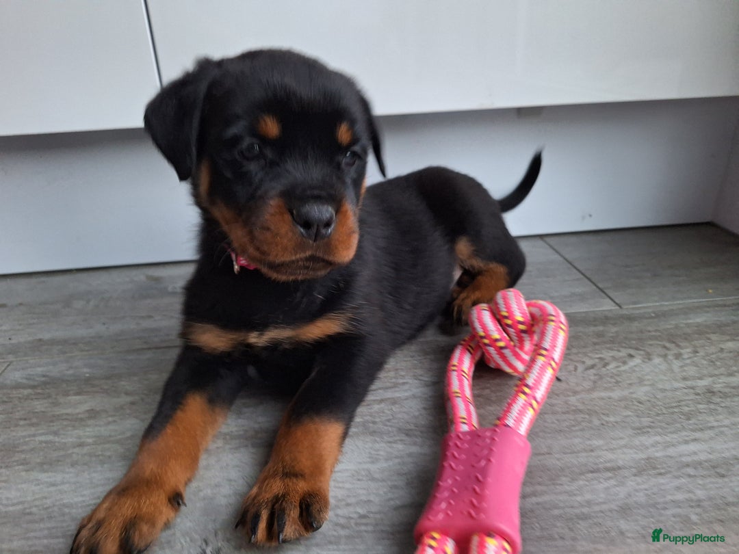 Rottweiler honden te koop: Prachtige Rottweiler pups met STAMBOOM en GARANTIE - Advertentie 11