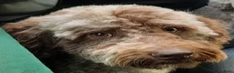 Labradoodle honden te koop: Prachtige multigen Labradoodles - Advertentie 3