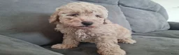 Maltipoo honden te koop: Prachtige, gesocialiseerde Maltipoo x poedel pups - Advertentie 10