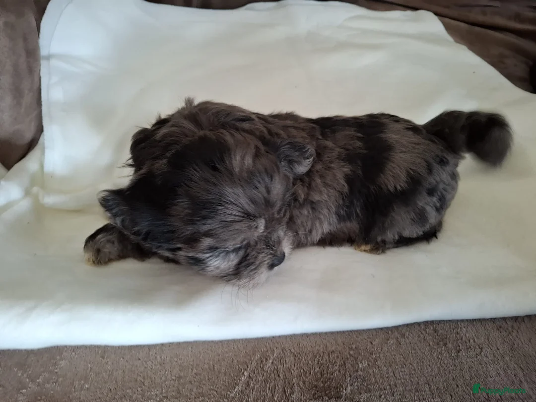 Boomer honden te koop: Drie mooie boomer reutjes  - Advertentie 9