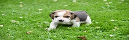 Beagle honden te koop: Prachtige Beagle pups  - Advertentie 22