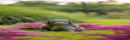 Kruising honden te koop: Multigen Bernedoodle Medium pups beschikbaar - Advertentie 14